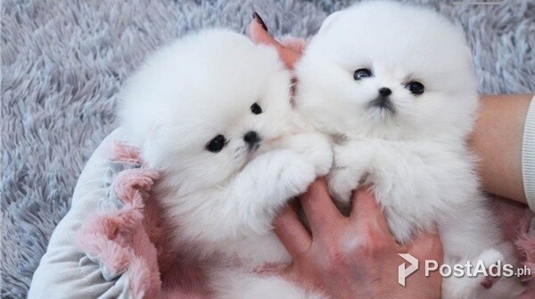 Gorgeous Pomeranian Puppies Available!