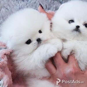 Gorgeous Pomeranian Puppies Available! | PostAds PH