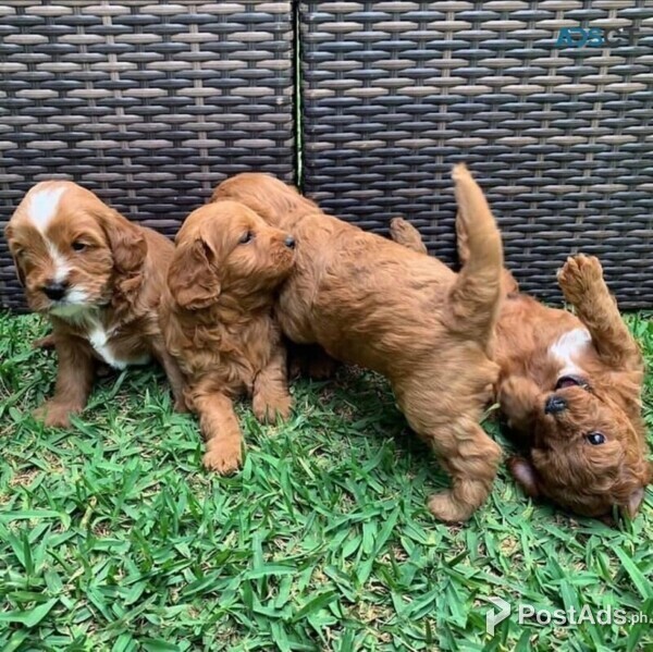 Cavapoo puppies for sale 