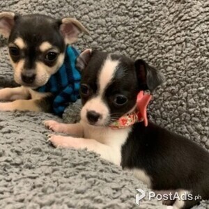 Chihuahua puppies available for sale | PostAds PH
