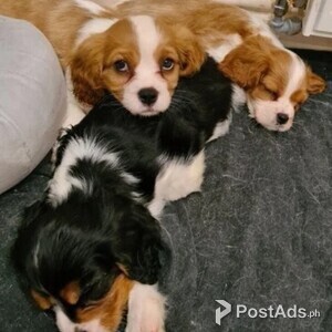 Cavalier king Charles spaniel puppies | PostAds PH