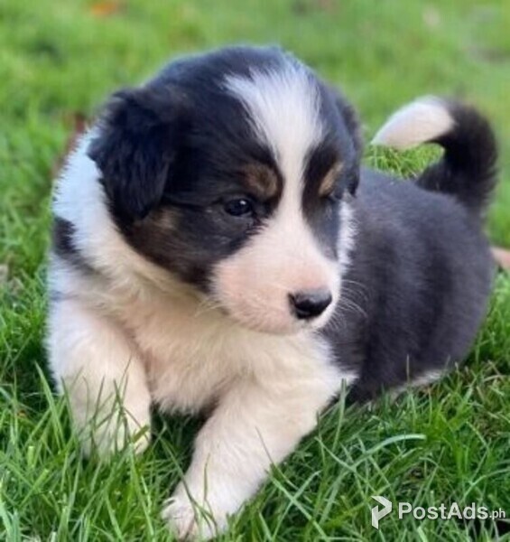 Border collie puppies for sale