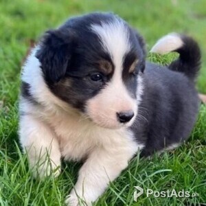 Border collie puppies for sale | PostAds PH