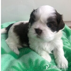 Shih Tzu puppies for sale | PostAds PH