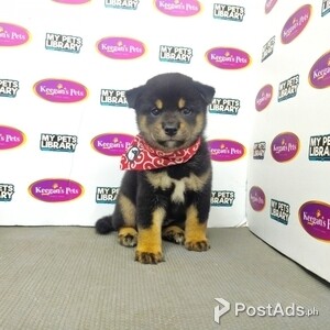 Super Shiba Inu Puppie | PostAds PH