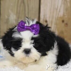shih tzu puppies | PostAds PH