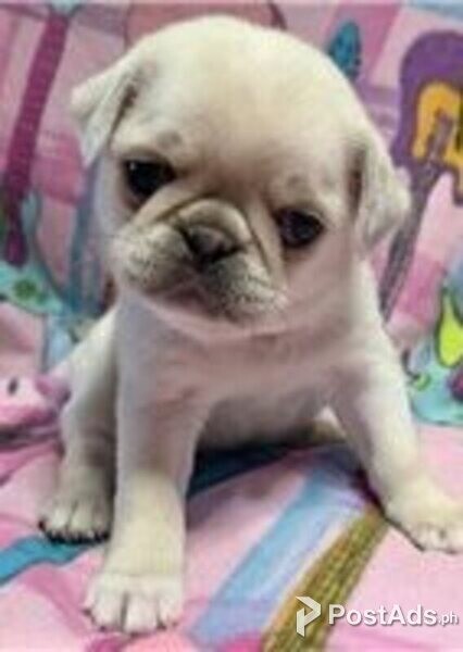 pug puppies