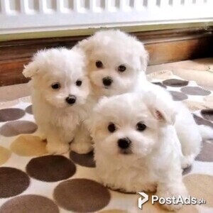 maltese puppies | PostAds PH