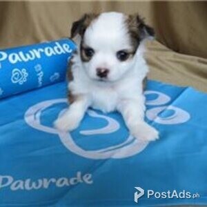 chihuahua puppies | PostAds PH