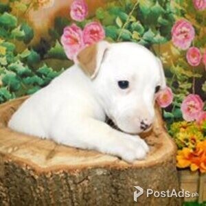 jack russell | PostAds PH