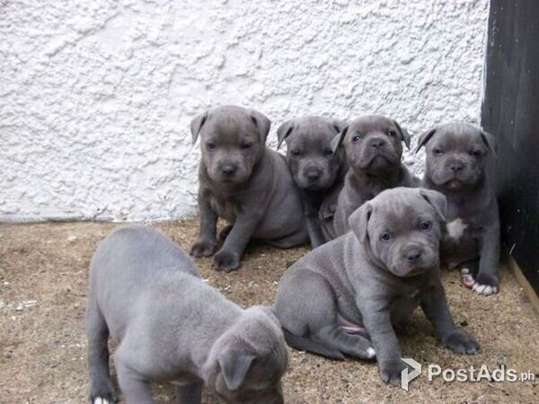 Have wonderful BLUE StaffordShire Bull Terrier puppies for sale,