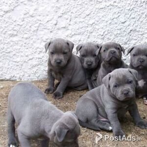 Have wonderful BLUE StaffordShire Bull Terrier puppies for sale, | PostAds PH