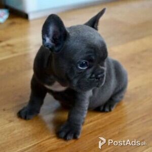 Amazing French Bulldog Puppies For Sale | PostAds PH