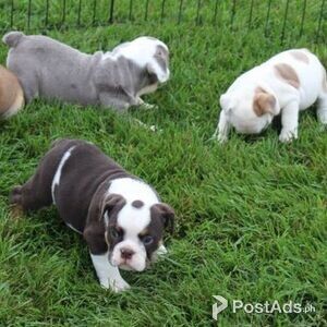 Lovely English Bulldog Puppies For Sale | PostAds PH