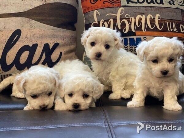 Perfect cheerful Bichon Frise puppies