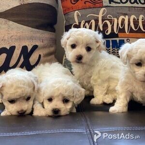 Perfect cheerful Bichon Frise puppies | PostAds PH