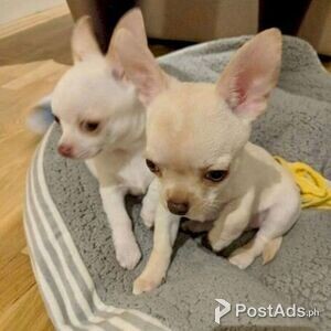 Chihuahua Puppies for Sale | PostAds PH