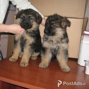 Cute German Shepherd Puppies | PostAds PH