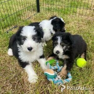 Border Collie puppies. | PostAds PH