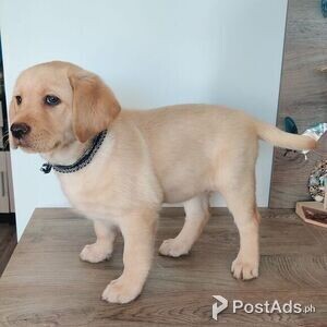 Male and Female Labrador Puppies Available | PostAds PH