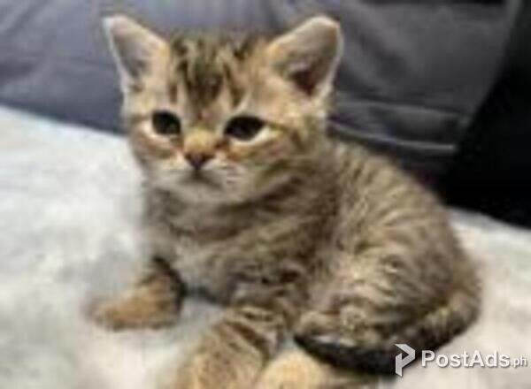 american bobtail kitten