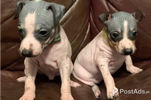 american hairless terrier