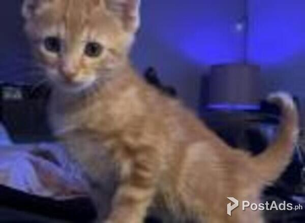 american short hair kittens