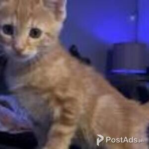 american short hair kittens | PostAds PH