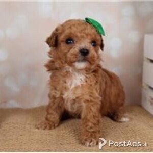 bichpoo puppies | PostAds PH