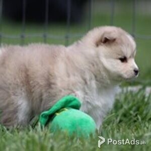 pomsky puppies available | PostAds PH