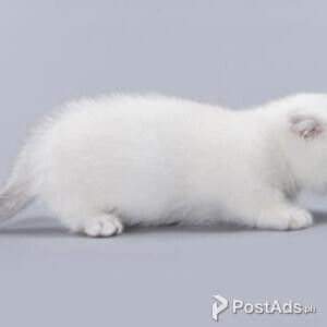 munchkin kitten | PostAds PH