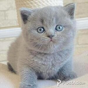 british shorthair | PostAds PH