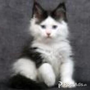 maine coon kittens | PostAds PH