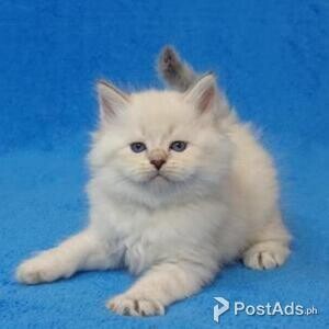 siberian kittens | PostAds PH