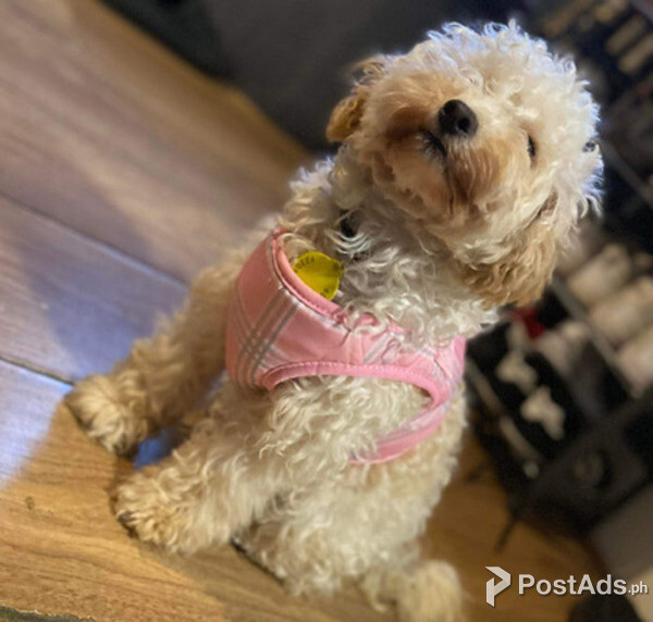 Stunning female toy poodle up for new homes