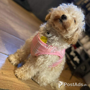 Stunning female toy poodle up for new homes | PostAds PH
