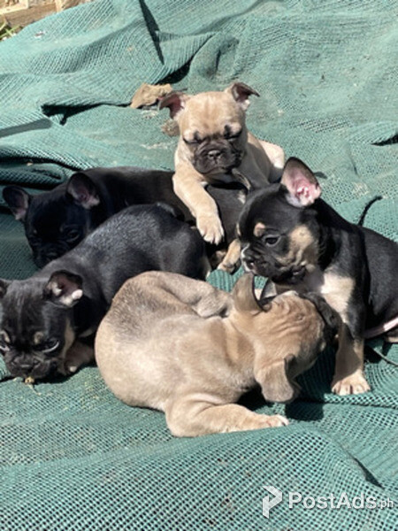 Male and Female French bulldog pups ready now for adoption 