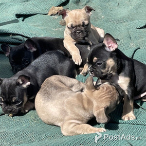 Male and Female French bulldog pups ready now for adoption | PostAds PH