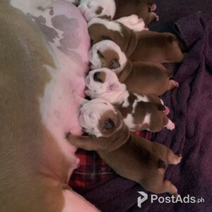 Outstanding traditional English bulldog puppies for adoption | PostAds PH