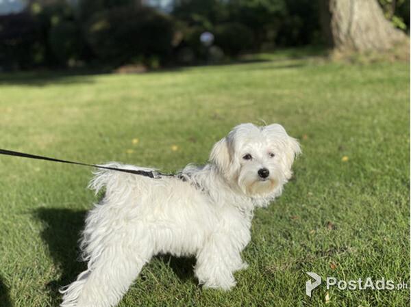 Maltese female lloking for a new home 