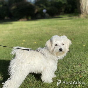 Maltese female lloking for a new home | PostAds PH