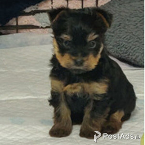 Yorkshire terrier for new homes | PostAds PH