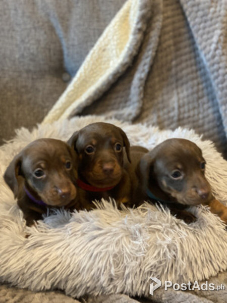 Miniature Dachshund for adoption in new homes