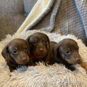 Miniature Dachshund for adoption in new homes | PostAds PH