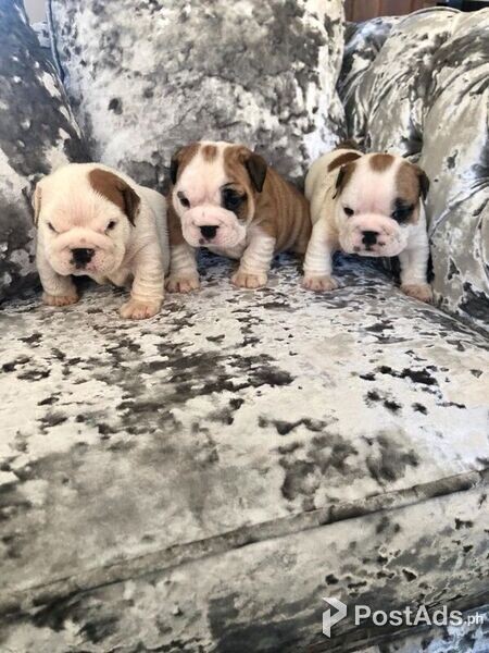 affectionate English Bulldogs Puppies
