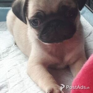eager-to-please Female and male Pug | PostAds PH