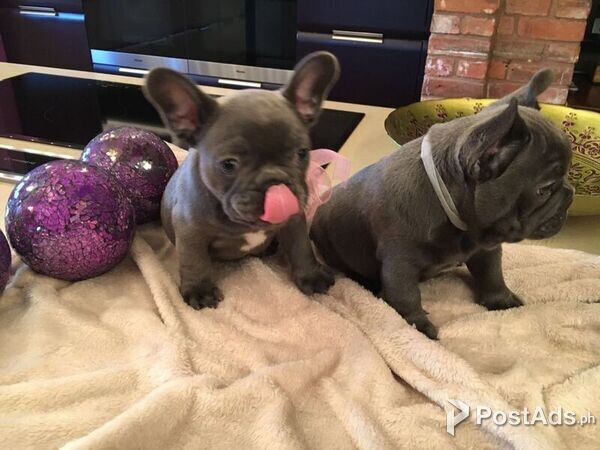 likable French Bulldogs puppies