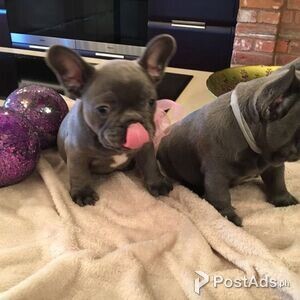 likable French Bulldogs puppies | PostAds PH
