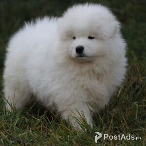 amusing Samoyed puppies | PostAds PH