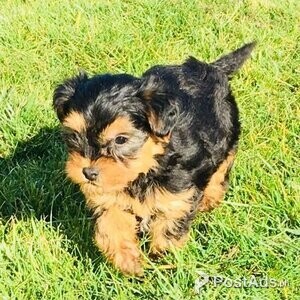 family-friendly Yorkshire Terrier Puppies | PostAds PH